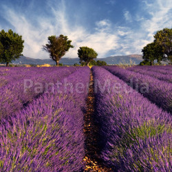 Lavender field in Provence, France