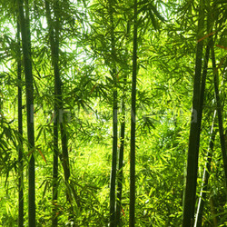 Bamboo forest