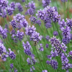 lavender