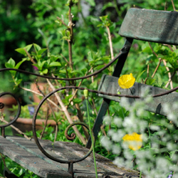 wood traeume phantasmagoric park im facilitate flower