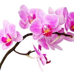 isolated orchid