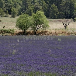 rustrel,lavender field,provence