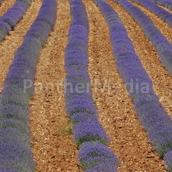 lavender fields in sault,provence