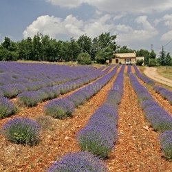 lavender flowers in sault,provence