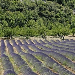 landscapes lavendelfelder fields provence lines lavendula landscape