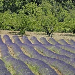 at croagnes,lavender fields,provence