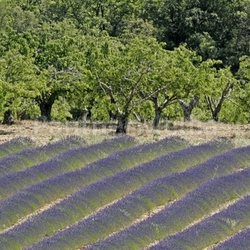 lavender field at croagnes,provence