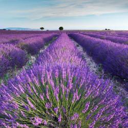 Lavender field in Provence in the early hours of the morning