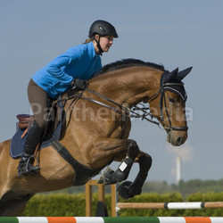 horse riding - show jumping