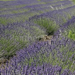 rustrel,lavender field,provence