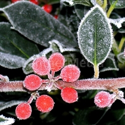 frost
