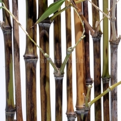 phyllostachys nigra boryana