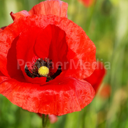  Closeup of wild  poppy.