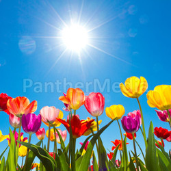 tulips in the sun
