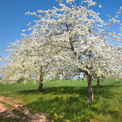 spring