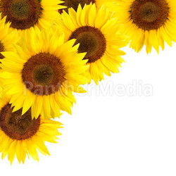 sunflower as background ornament