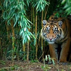 sumatran tiger
