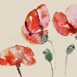 capsules with poppies