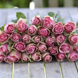 beautiful pink roses lying on a wooden table