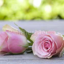 beautiful roses duo