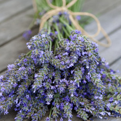 lavender bound