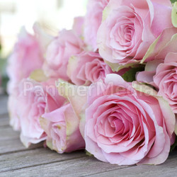 beautiful pink roses