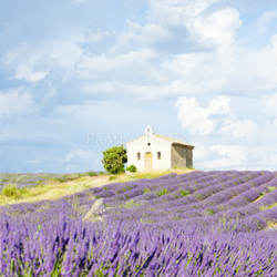 chapel with lavender field, Plateau de Valensole, Provence, France