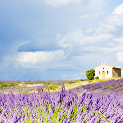 chapel with lavender field, Plateau de Valensole, Provence, France