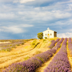 chapel with lavender field, Plateau de Valensole, Provence, France