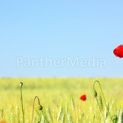 Red Poppy in field .