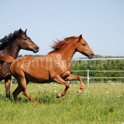 german riding ponies