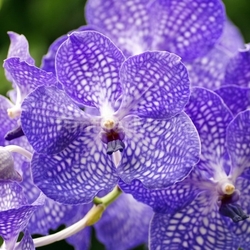 blue orchid - blue orchid