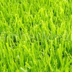 Soccer Grass - Fußball Rasen Textur quer