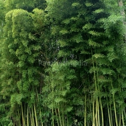 bamboo