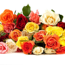 roses