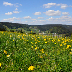 Landschaft Blumenwiese Wolken Himmel