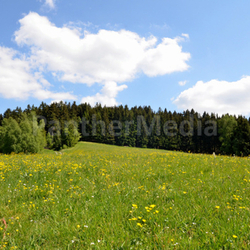 Landschaft Blumenwiese Wolken Himmel