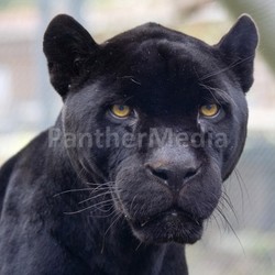 panther
