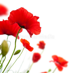 poppies isolated on white