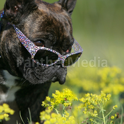 Bullie mit Sonnenbrille