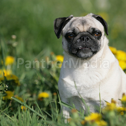Blumenmops