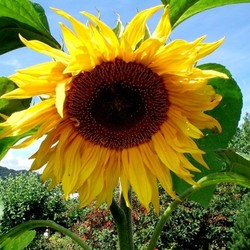 sunflower