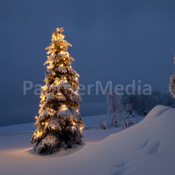 christmas tree in snow / winter