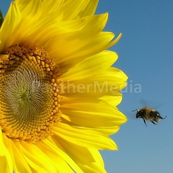 also bumblebees leave the leg dangling