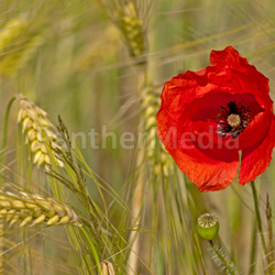 monhnsolitär in kornfeld ii