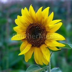 sunflower