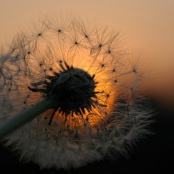 dandelion