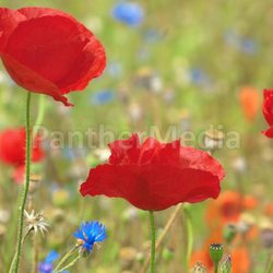 early summer impression