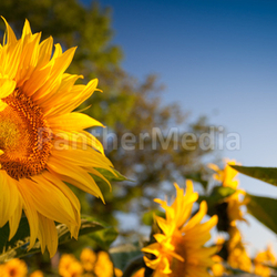 Sunflower and Sunrise