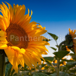 Sunflower and Sunrise